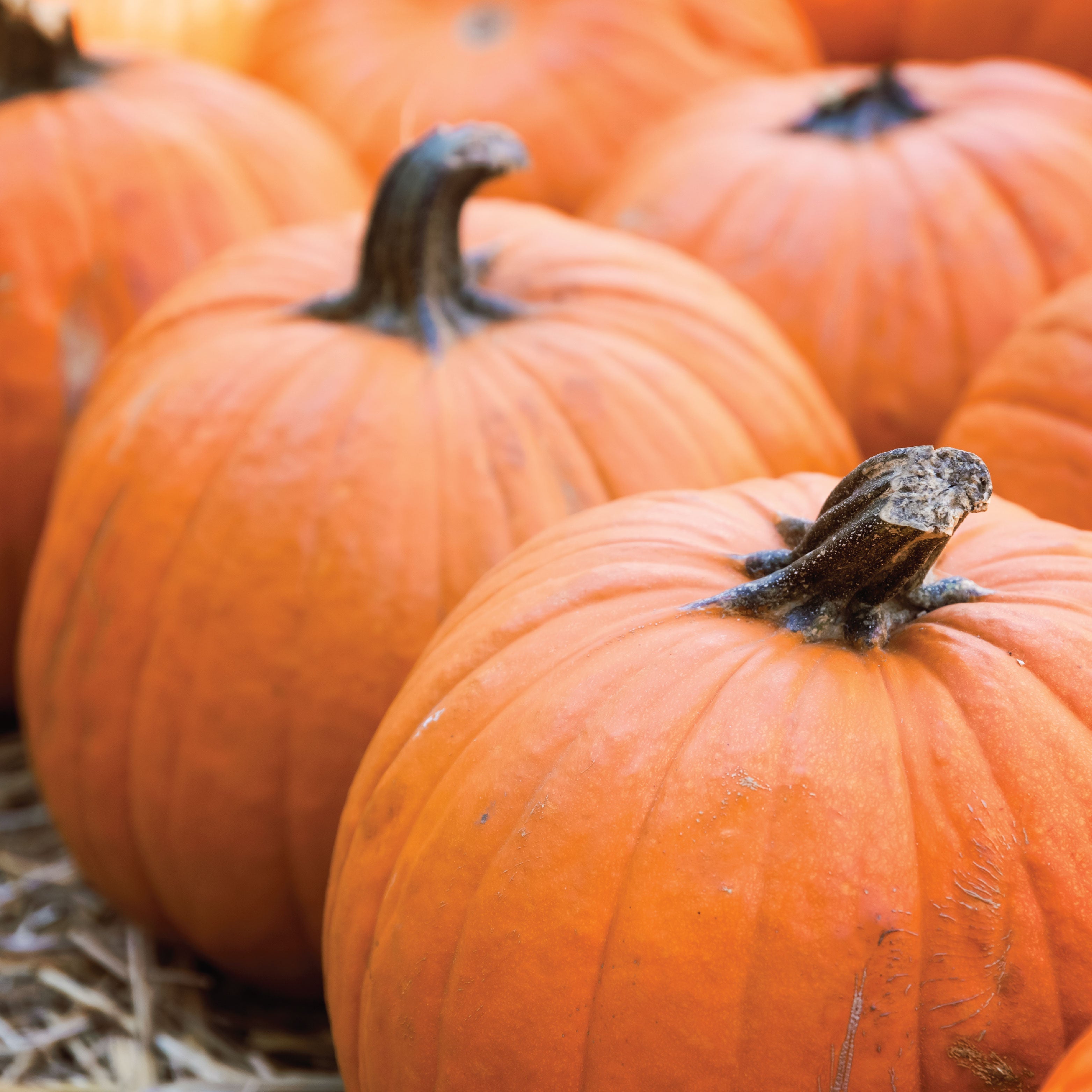 A patch of pumpkins. 