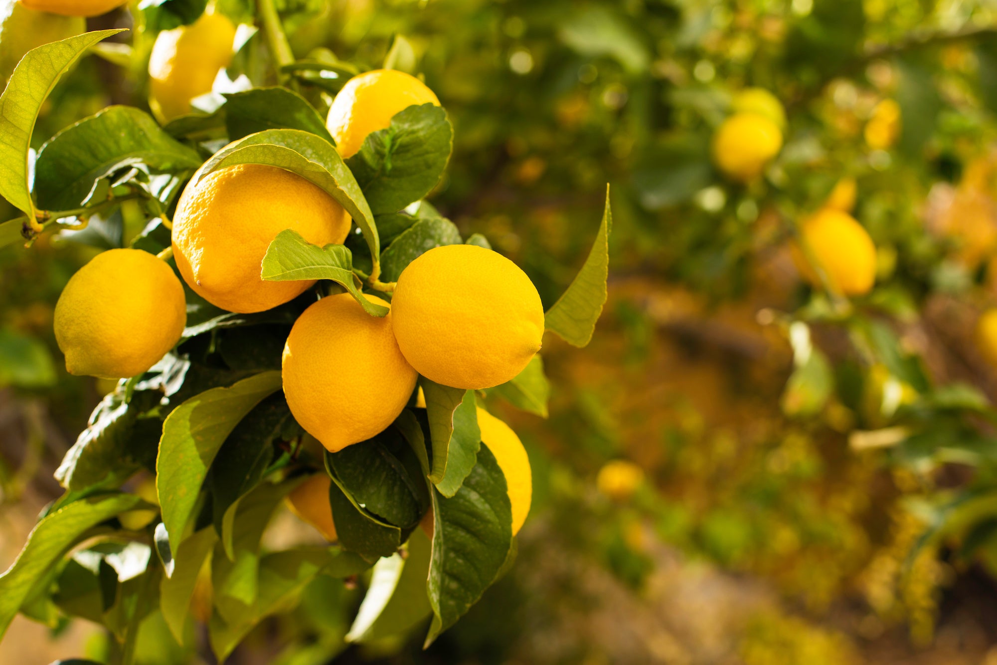 A close up of a lemon tree. 