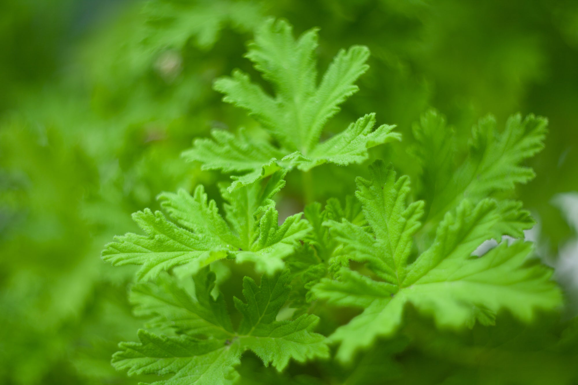 A close up of a citronella plant. 